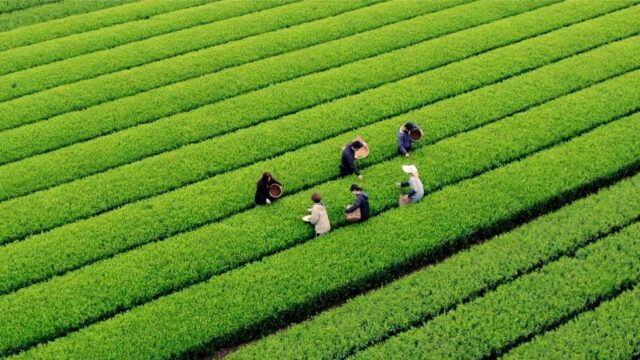 静岡茶の輸出拡大に向けた輸出生産拠点として選定されました。