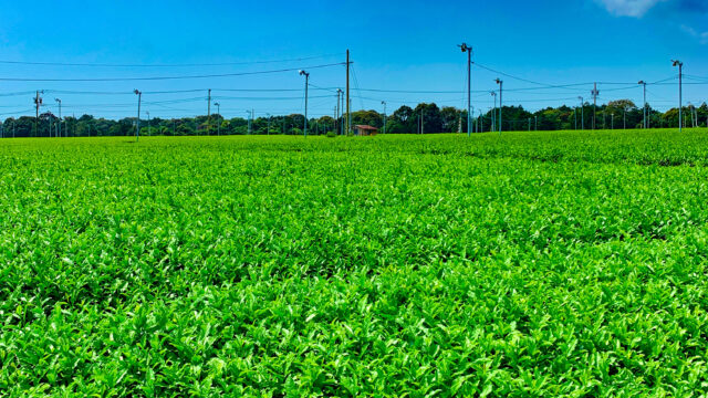 「ふじのくに山のお茶100選」銘茶コンテスト2025に選ばれました