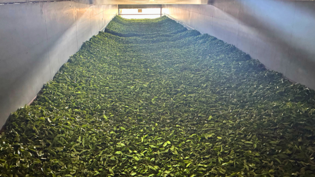 新茶製造開始のお知らせ