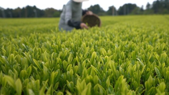関東農政局HPにて弊社の取り組みが紹介されました